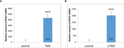 A novel cellular factor of Nicotiana benthamiana susceptibility to tobamovirus infection